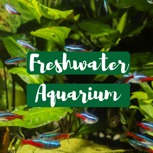 2. Freshwater Aquarium