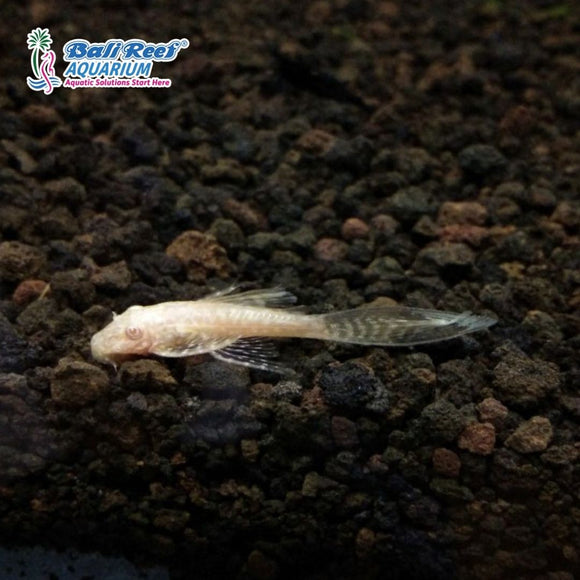 Ikan Tawar Sapu - Sapu/ Brushmouth Albino Small