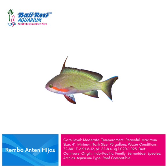 I L Anthias Coral Fish : Rembo Anten Hijau