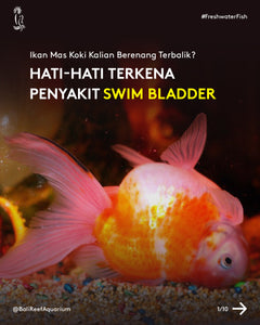 Ikan Mas Koki kalian berenang terbalik? Hati-hati terkena penyakit swim bladder!