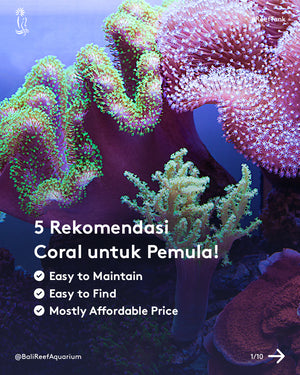 5 Rekomendasi Coral untuk Pemula! Asal Tekun Dijamin Mekar!