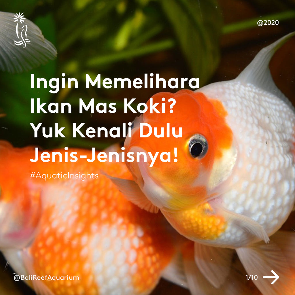 Ingin Memelihara Ikan Mas Koki? Yuk Kenali Dulu Jenis-Jenisnya!