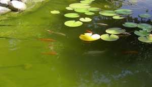 REASONS WHY YOUR POND IS GREEN! #GREENPOND101