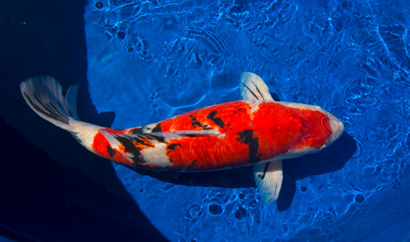 Ikan Koi