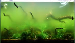 5 reasons why algae can easily grow inside an aquarium, and what you can do about it!