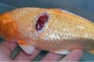 Infeksi Bakteri di koi! guide mudah untuk mengatasi serangan penyakit di kolam ikan