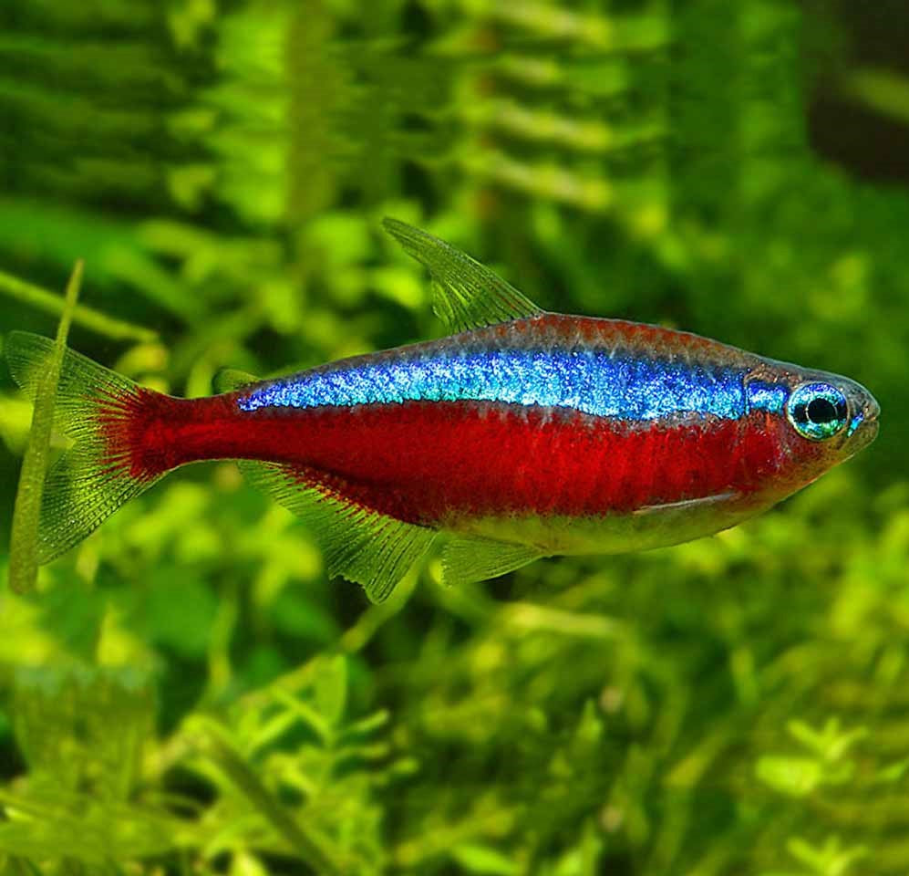 Cardinal Tetra