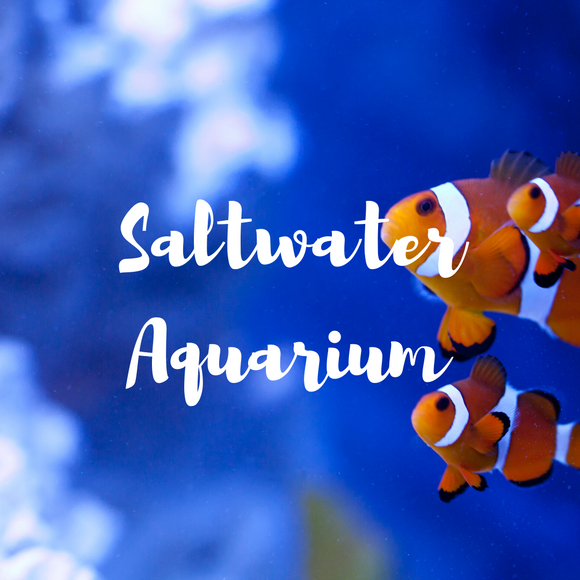 3. Saltwater Aquarium