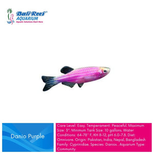 Ikan Tawar Zebra Danio Purple