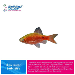 Ikan Tawar Barbir Red Large