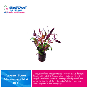 Tanaman Tawar Alternanthera Mini Red