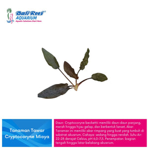 Tanaman Tawar Cryptocoryne Mioya