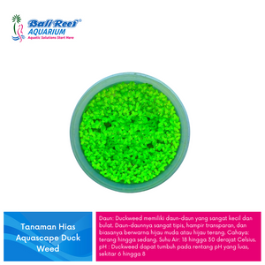 Tanaman Tawar Duckweed