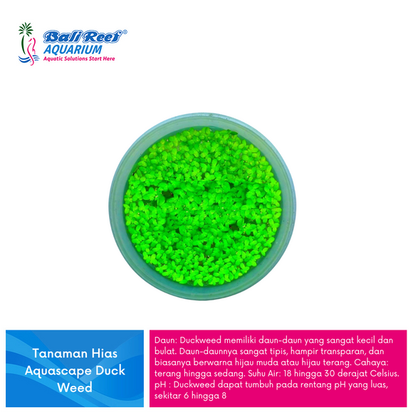 Tanaman Tawar Duckweed