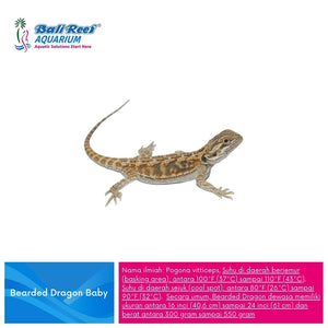 Reftil Bearded Dragon Baby