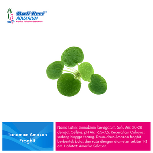 Tanaman Amazon : Frogbit