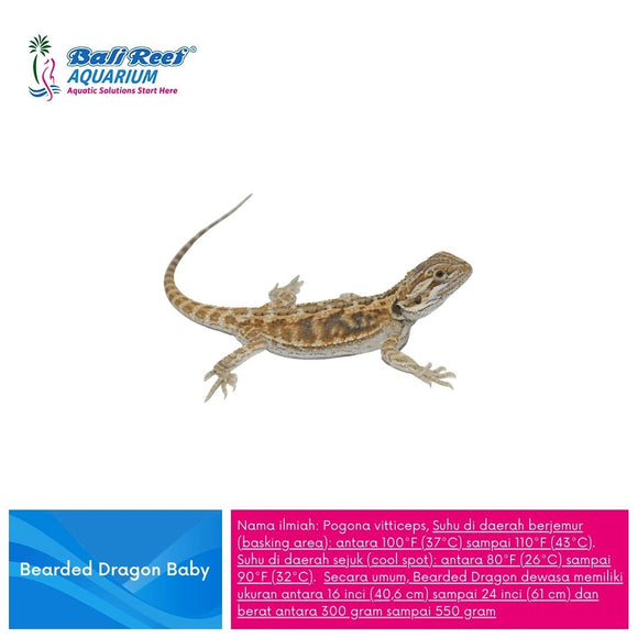 Reftil Bearded Dragon Baby