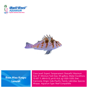 I L Wrasse : Krapu Loncat