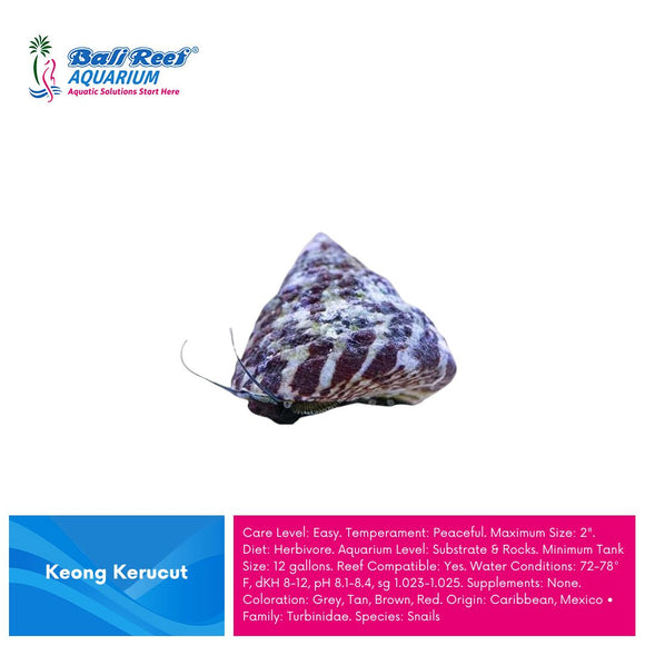 I L Invertebrates : Siput/ Keong Krucut