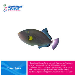 I L Triggerfish : Triger Kaca