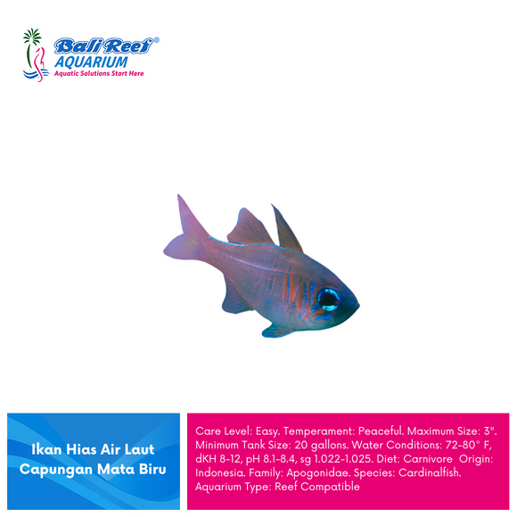 I L Cardinalfish : Capungan Mata Biru