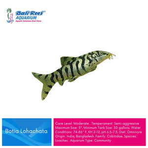 Ikan Tawar Botia Lohachata / India