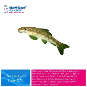Ikan Tawar CAE (Chinese Algae Eater) Large