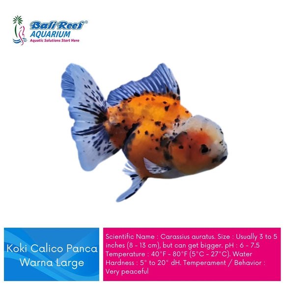 Ikan Tawar Koki Oranda Calico Pancawarna Large