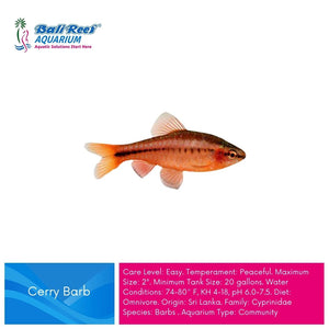 Ikan Tawar Cherry Barb