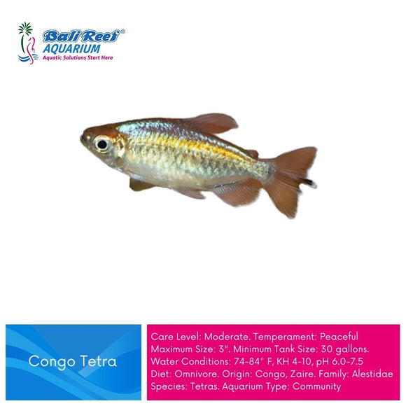 Ikan Tawar Congo Tetra
