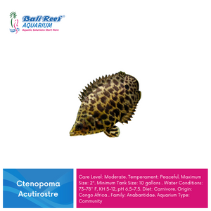 Ikan Tawar Ctenopoma Acutirostre