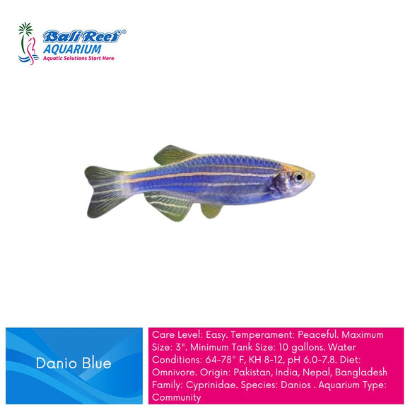 Ikan Tawar Zebra Danio Blue