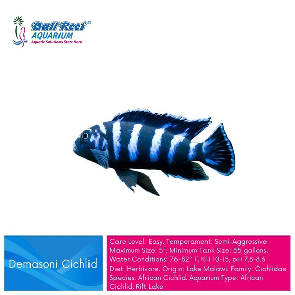 Ikan Tawar Cichlid Demasoni Cichlid - AFC