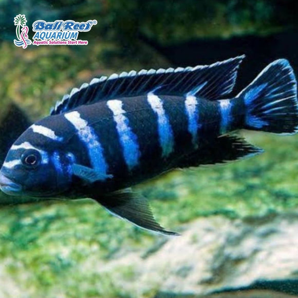 Ikan Tawar Cichlid Demasoni Cichlid L - AFC