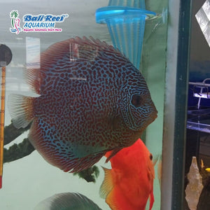 Discus Leopard 3,5 Inch