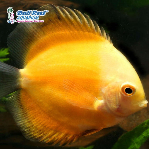 Discus Yellow 7 Inch