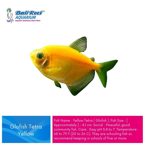 Ikan Tawar Glofish Yellow