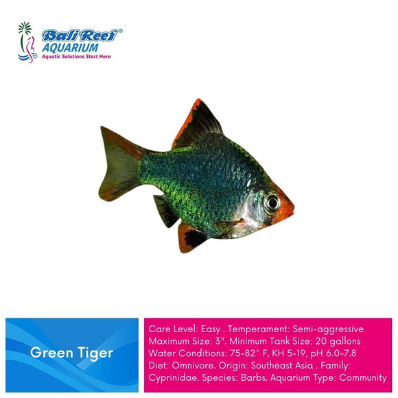 Ikan Tawar Green Tiger Large