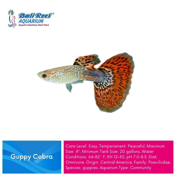 Ikan Tawar Guppy Dragon