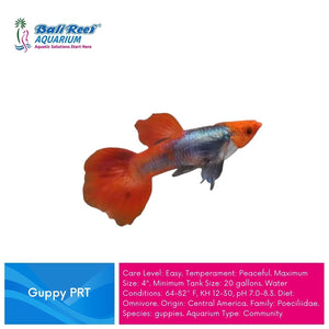 Ikan Tawar Guppy PRT