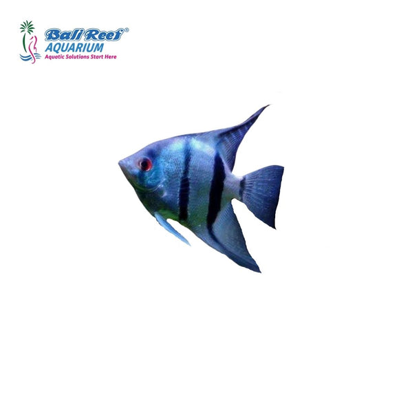 Ikan Tawar Manfish Assorted Small