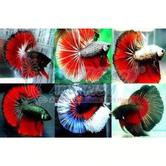 Ikan Tawar Cupang Plakat Nemo