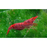 Ikan Tawar Shrimp Red Cherry