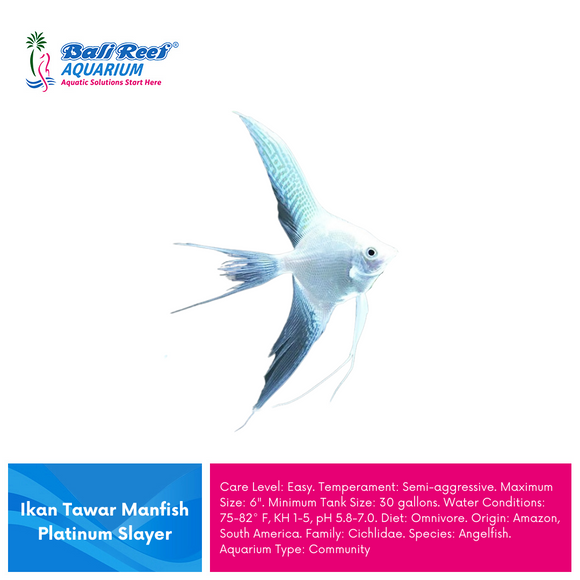 Ikan Tawar Manfish Platinum Slayer