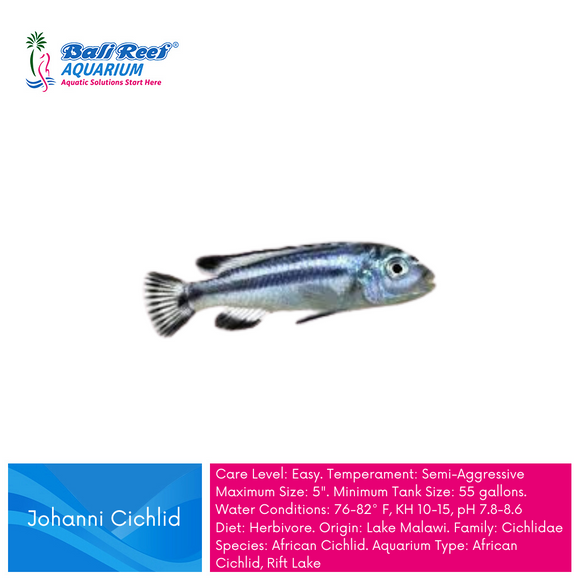 Ikan Tawar Johanni Cichlid Large