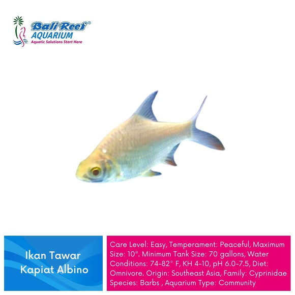 Ikan Tawar Kapiat Albino Large ( UK 15-20 cm)