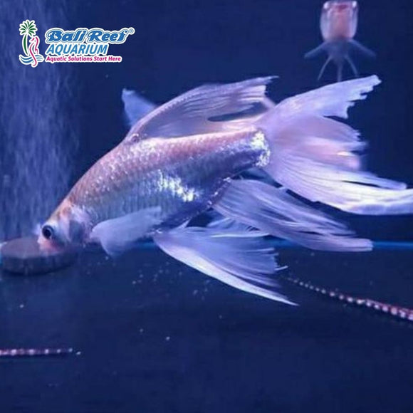 Ikan Tawar Kapiat Slayer