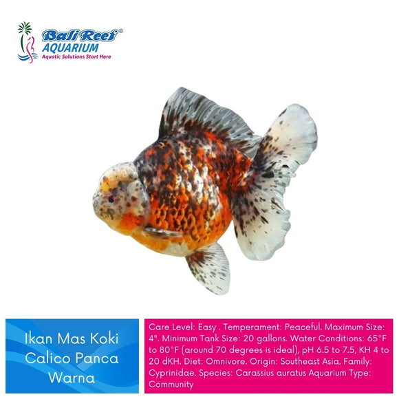 Ikan Tawar Koki Panca Warna - Large
