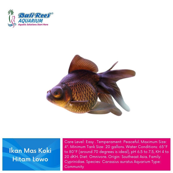Ikan Tawar Koki Hitam/ Lowo Medium