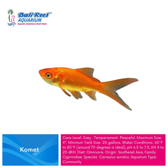 Ikan Tawar Komet Extra Large